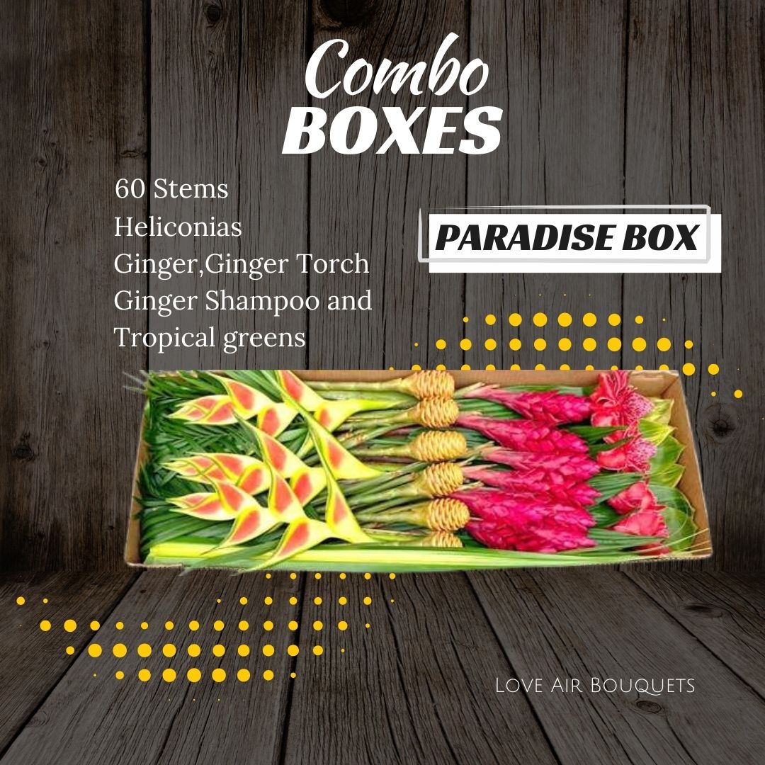 Paradise Box - Combo boxes