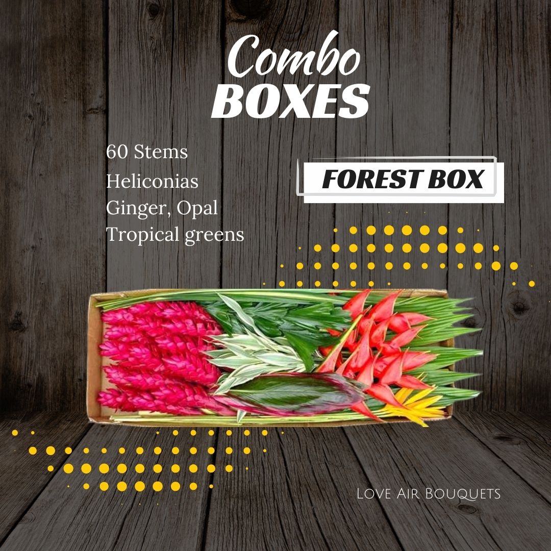 Forest Box - Combo Boxes